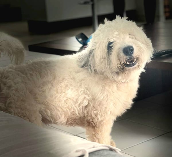 Baloulou, mâle croisé caniche, né le 20/10/2023