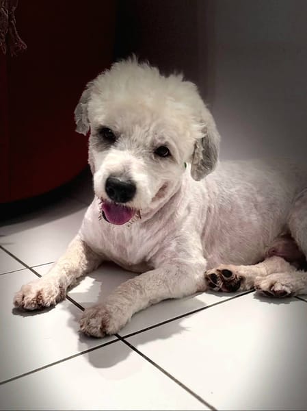 Baloulou, mâle croisé caniche, né le 20/10/2023