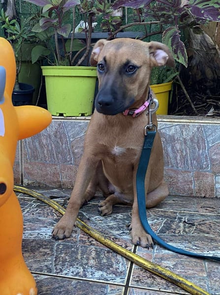 Ava, femelle, croisée berger, née le 25/04/2025