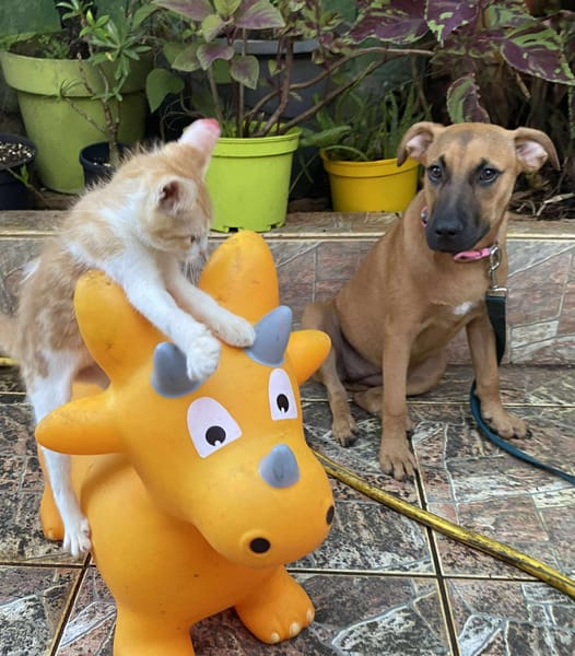 Ava, femelle, croisée berger, née le 25/04/2025