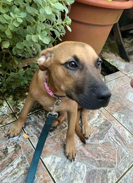 Ava, femelle, croisée berger, née le 25/04/2025