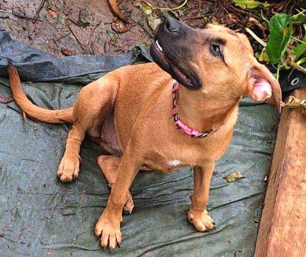 Ava, femelle, croisée berger, née le 25/04/2025