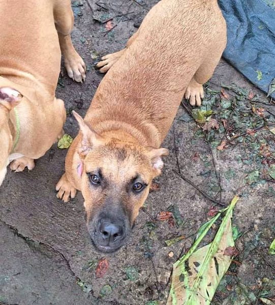 Ava, femelle, croisée berger, née le 25/04/2025