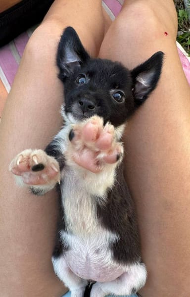 Skadi, femelle croisée berger, née le 28/07/2025 🐶