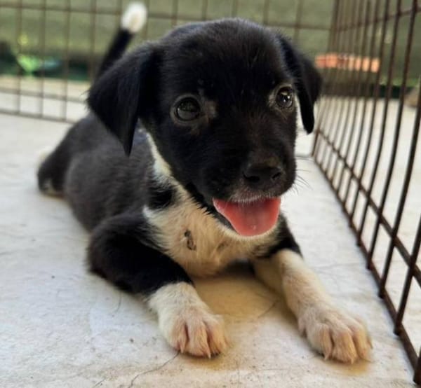 Skadi, femelle croisée berger, née le 28/07/2025 🐶