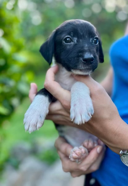 Skadi, femelle croisée berger, née le 28/07/2025 🐶