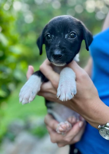 Skadi, femelle croisée berger, née le 28/07/2025 🐶