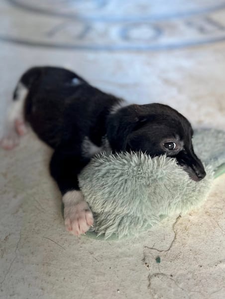 Skadi, femelle croisée berger, née le 28/07/2025 🐶