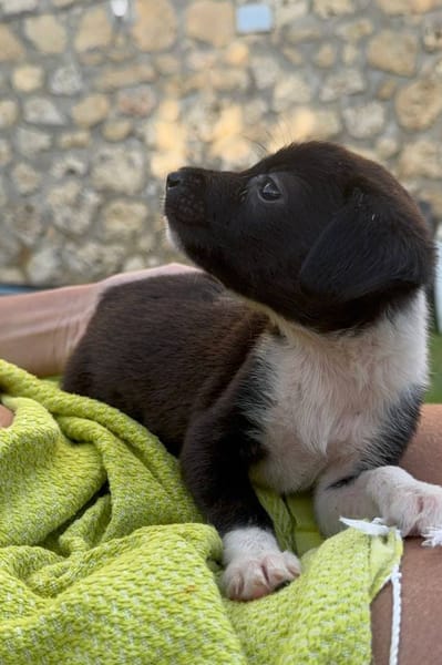Skadi, femelle croisée berger, née le 28/07/2025 🐶