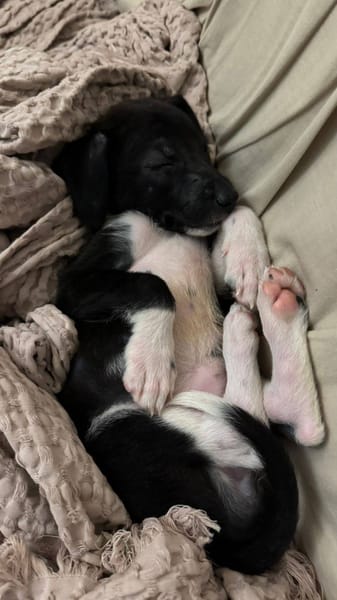 Skadi, femelle croisée berger, née le 28/07/2025 🐶