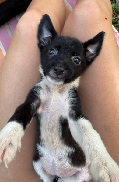 Skadi, femelle croisée berger, née le 28/07/2025 🐶