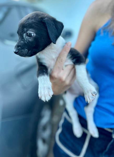 Skadi, femelle croisée berger, née le 28/07/2025 🐶