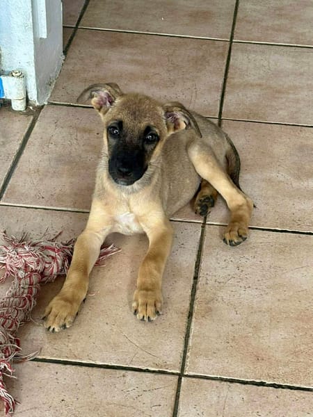 Rolly, femelle croisée berger, née le 01/08/2025 🐶