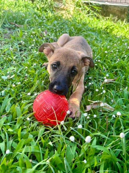 Rolly, femelle croisée berger, née le 01/08/2025 🐶