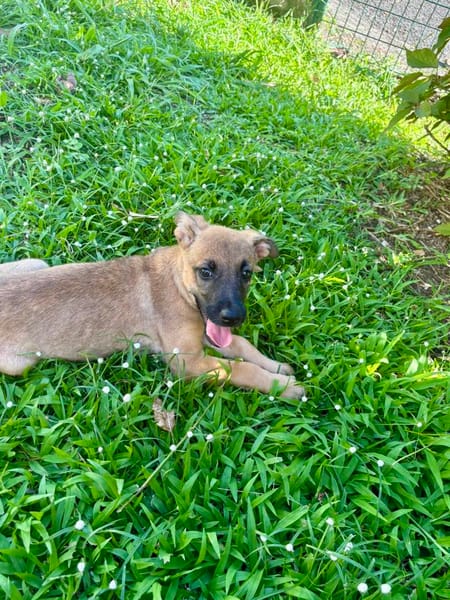 Rolly, femelle croisée berger, née le 01/08/2025 🐶
