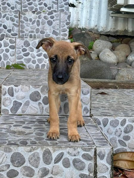 Rolly, femelle croisée berger, née le 01/08/2025 🐶