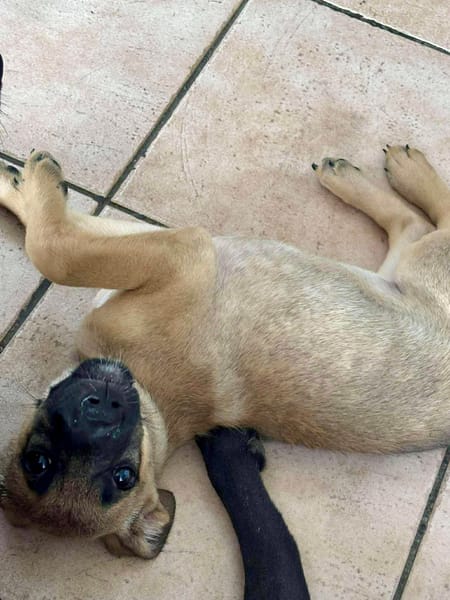 Rolly, femelle croisée berger, née le 01/08/2025 🐶