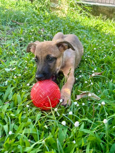 Rolly, femelle croisée berger, née le 01/08/2025 🐶