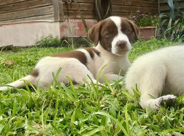 Odinson, mâle croisé berger, né le 10/08/2025🐶