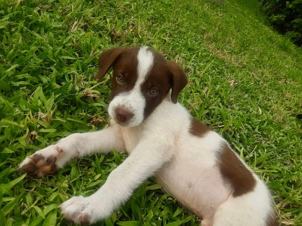 Odinson, mâle croisé berger, né le 10/08/2025🐶