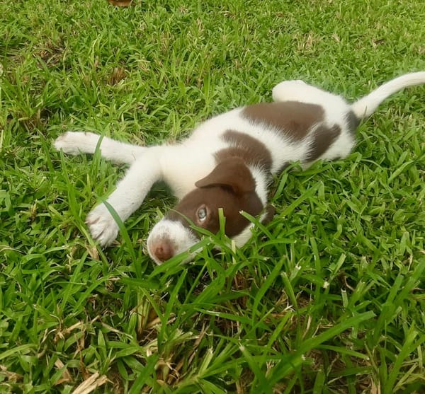 Odinson, mâle croisé berger, né le 10/08/2025🐶