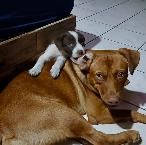 Odinson, mâle croisé berger, né le 10/08/2025🐶