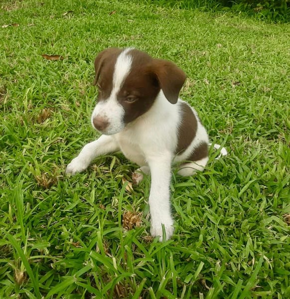 Odinson, mâle croisé berger, né le 10/08/2025🐶