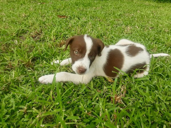 Odinson, mâle croisé berger, né le 10/08/2025🐶