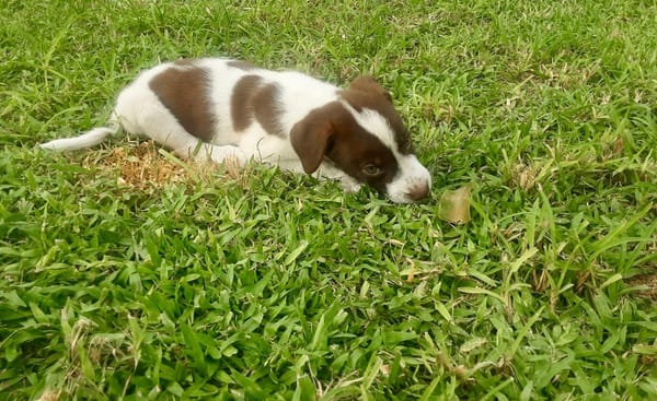 Odinson, mâle croisé berger, né le 10/08/2025🐶