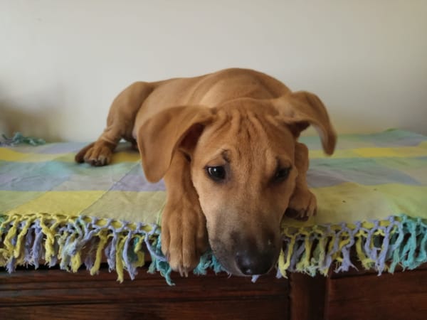 Néwis, mâle croisé berger, né le 15/06/2025 🐶