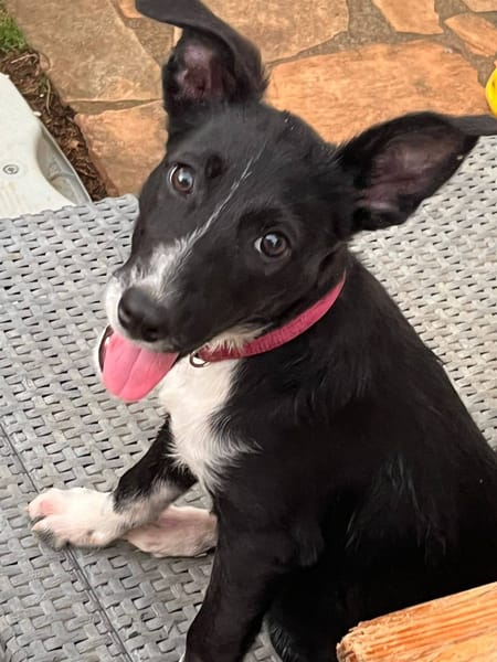 Muscat, femelle croisée berger, née le 01/07/2025 🐶