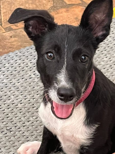 Muscat, femelle croisée berger, née le 01/07/2025 🐶