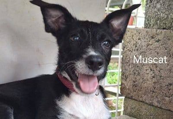 Muscat, femelle croisée berger, née le 01/07/2025 🐶