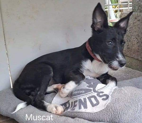 Muscat, femelle croisée berger, née le 01/07/2025 🐶