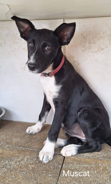 Muscat, femelle croisée berger, née le 01/07/2025 🐶
