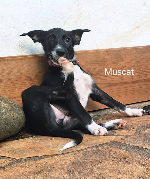 Muscat, femelle croisée berger, née le 01/07/2025 🐶