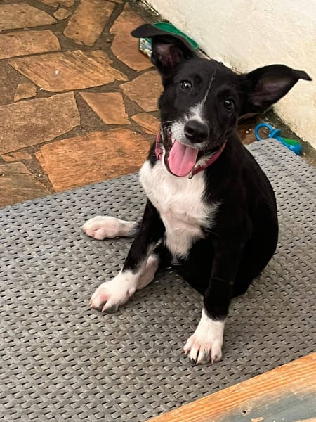 Muscat, femelle croisée berger, née le 01/07/2025 🐶