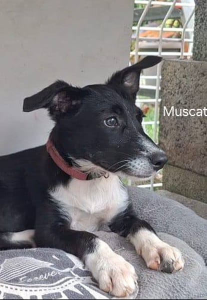 Muscat, femelle croisée berger, née le 01/07/2025 🐶