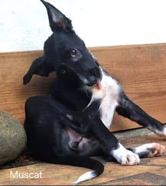 Muscat, femelle croisée berger, née le 01/07/2025 🐶