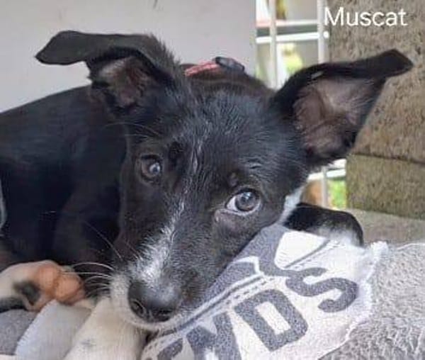 Muscat, femelle croisée berger, née le 01/07/2025 🐶