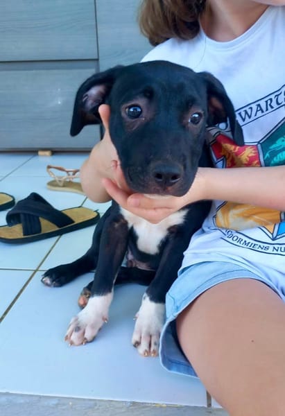 Lupin, mâle croisé créole, né le 25/06/2025 🐶