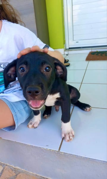 Lupin, mâle croisé créole, né le 25/06/2025 🐶