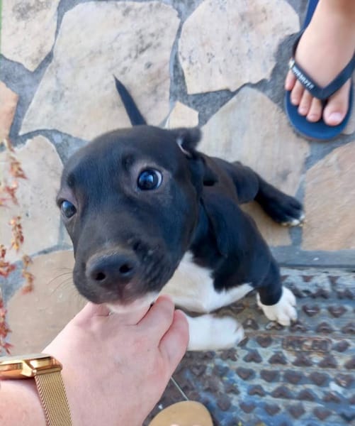 Lupin, mâle croisé créole, né le 25/06/2025 🐶