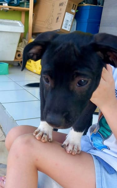 Lupin, mâle croisé créole, né le 25/06/2025 🐶