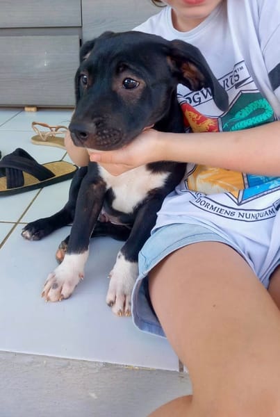 Lupin, mâle croisé créole, né le 25/06/2025 🐶