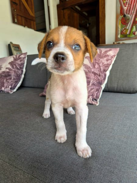 Kovou, mâle berger, né le 14/08/2025