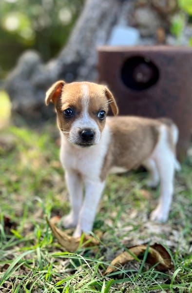 Kovou, mâle berger, né le 14/08/2025