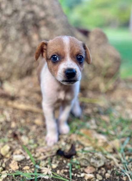 Kovou, mâle berger, né le 14/08/2025