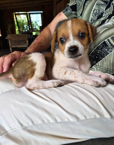 Kovou, mâle berger, né le 14/08/2025