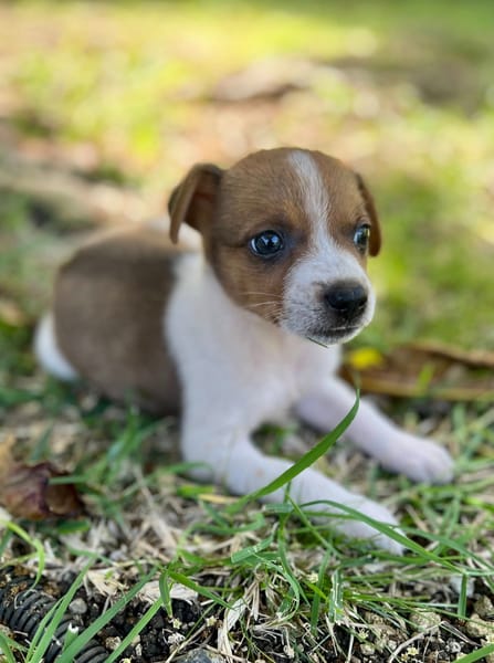 Kovou, mâle berger, né le 14/08/2025